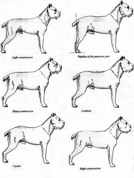 Cane Corso coloring #12, Download drawings
