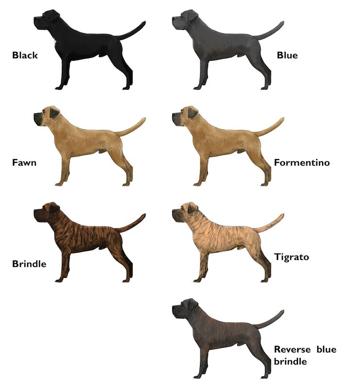 Cane Corso coloring #19, Download drawings