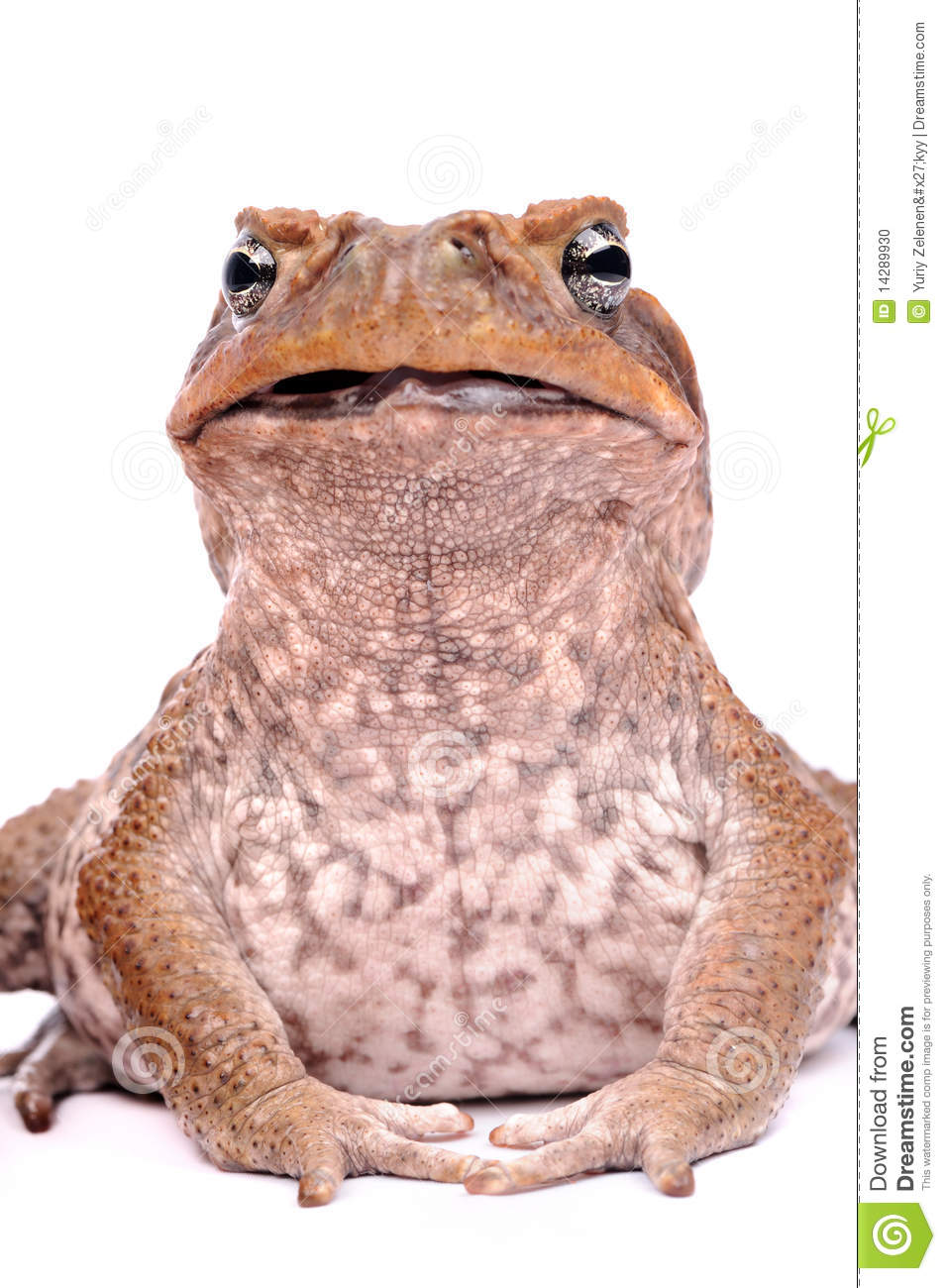 Cane Toad clipart #1, Download drawings