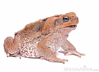 Cane Toad clipart #11, Download drawings