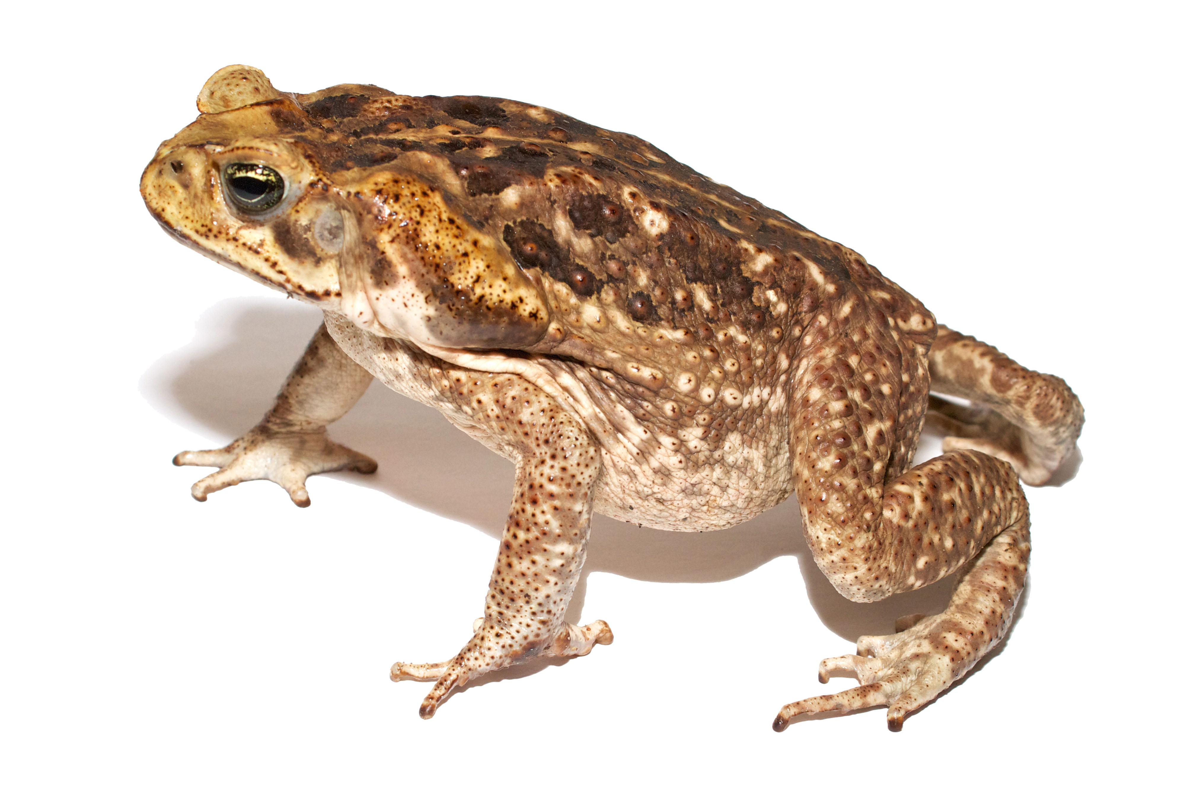 Cane Toad clipart #2, Download drawings