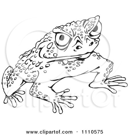 Cane Toad coloring #1, Download drawings