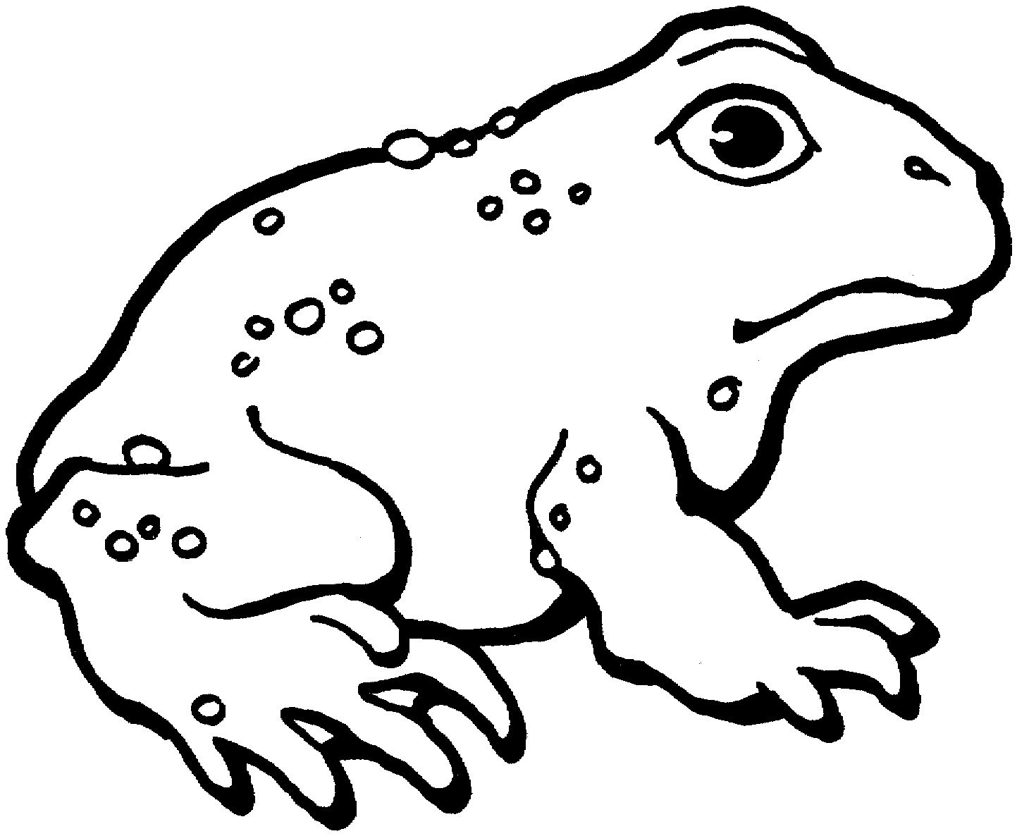 Cane Toad coloring #18, Download drawings