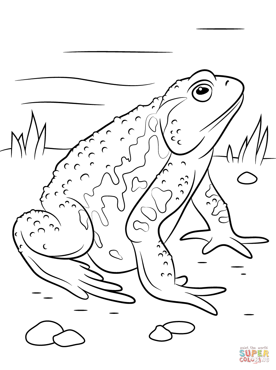 Cane Toad coloring #7, Download drawings