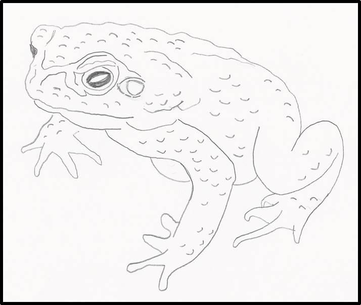 Cane Toad coloring #6, Download drawings