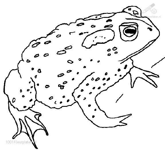 Cane Toad coloring #5, Download drawings