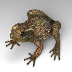 Cane Toad svg #12, Download drawings