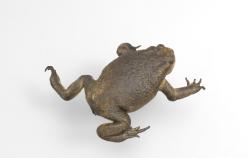 Cane Toad svg #6, Download drawings