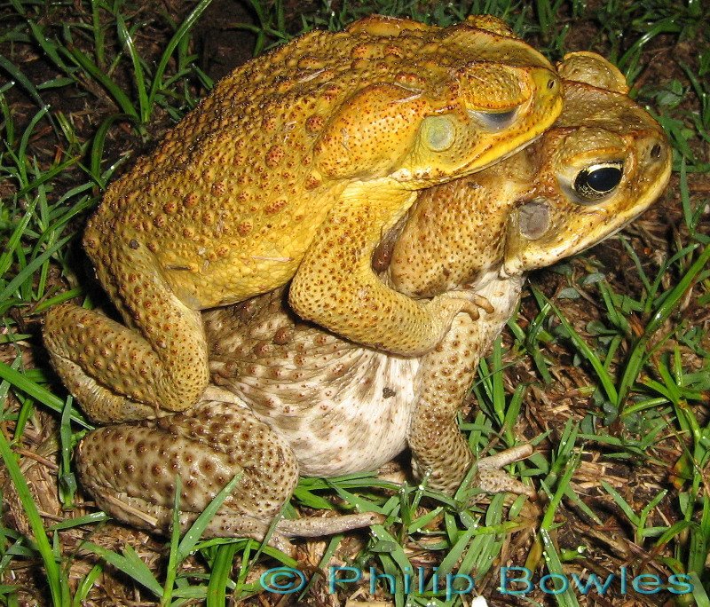Cane Toad svg #3, Download drawings