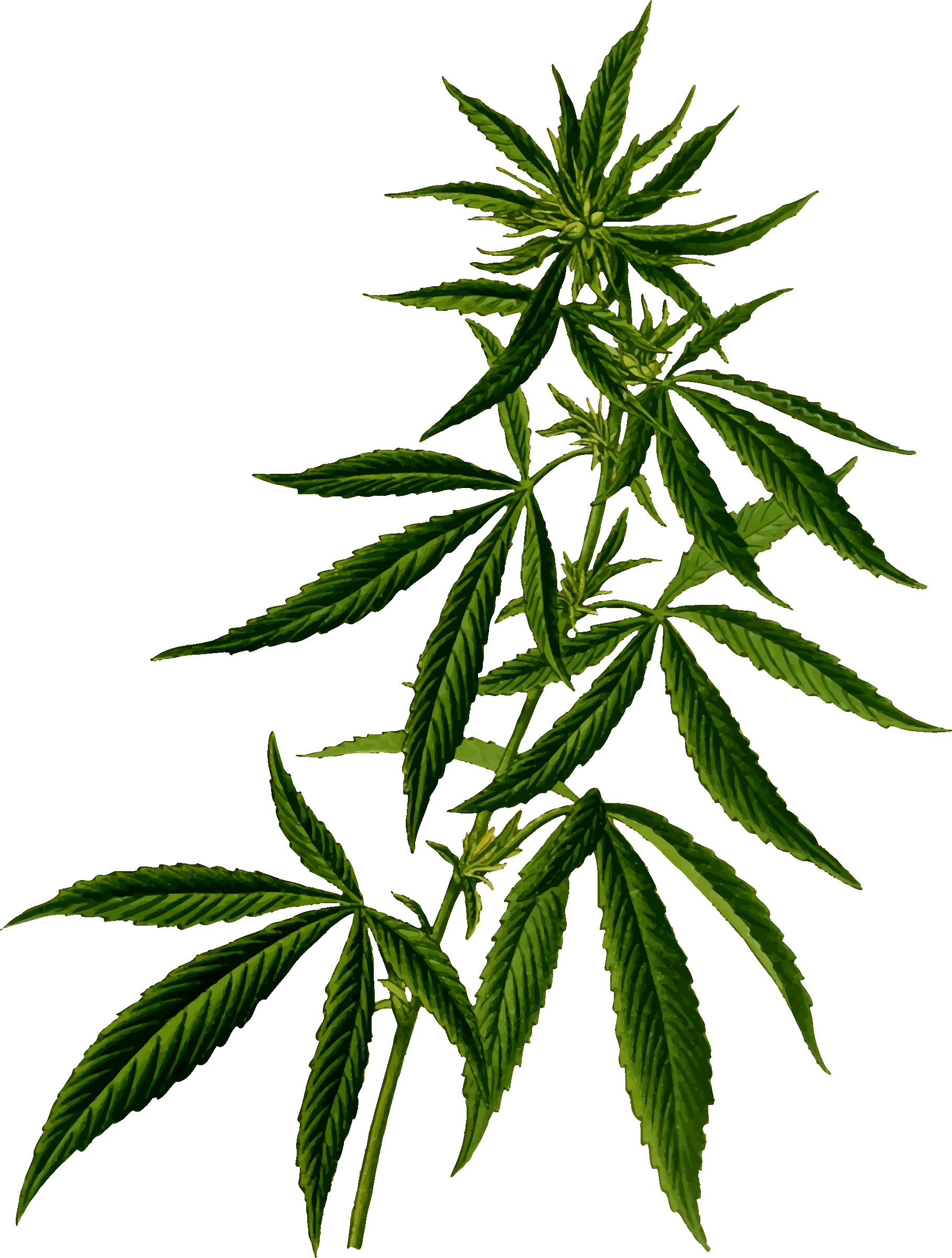 Cannabis clipart #3, Download drawings
