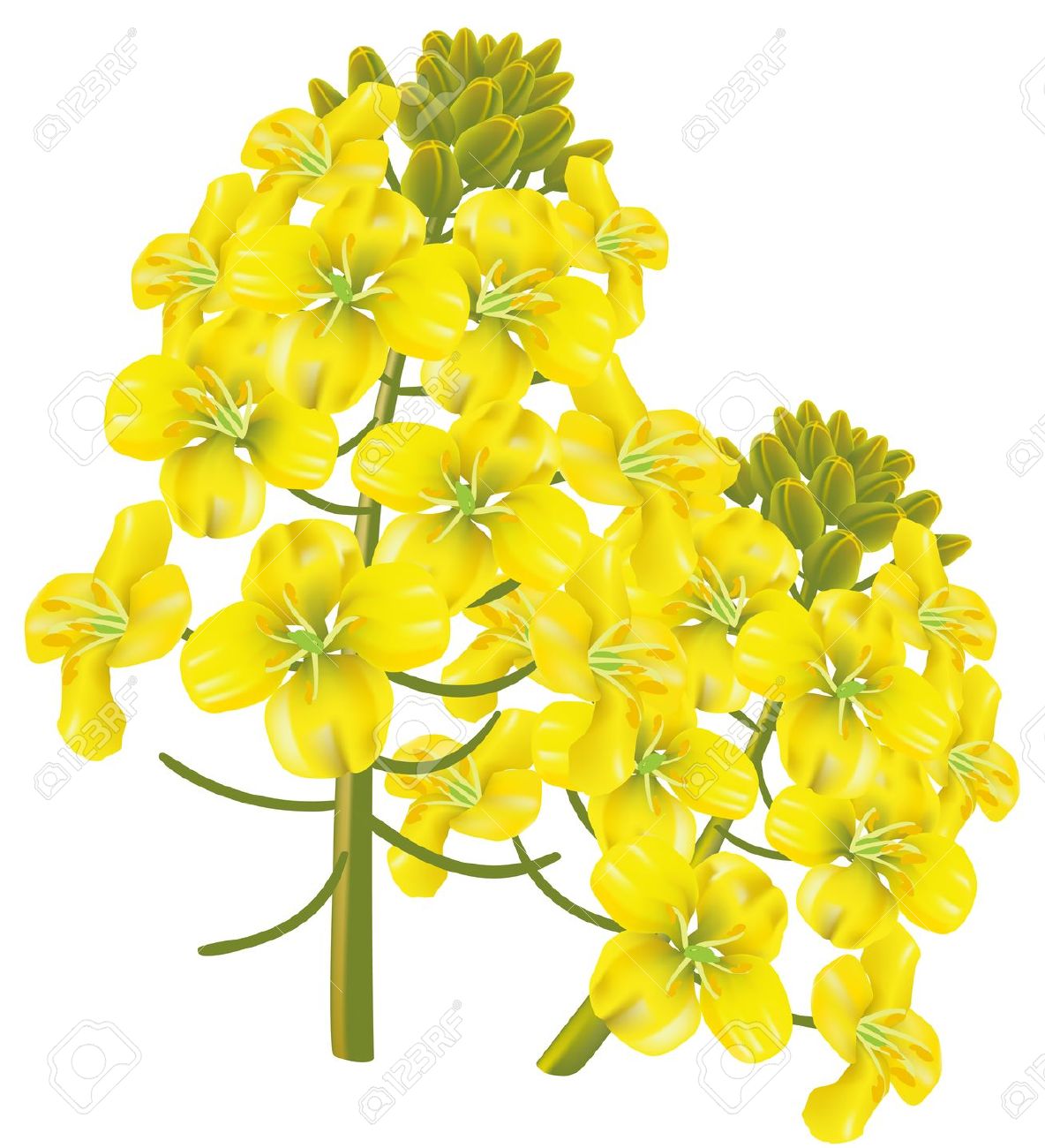Canola clipart #6, Download drawings