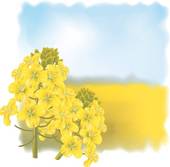 Rapeseed clipart #17, Download drawings