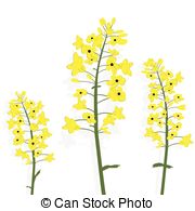 Canola clipart #4, Download drawings