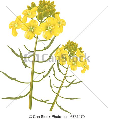 Rapeseed clipart #13, Download drawings