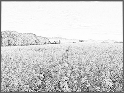 Canola coloring #15, Download drawings