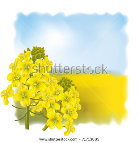 Canola svg #12, Download drawings