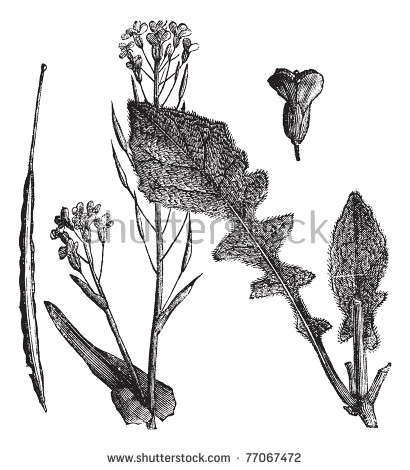 Canola svg #5, Download drawings