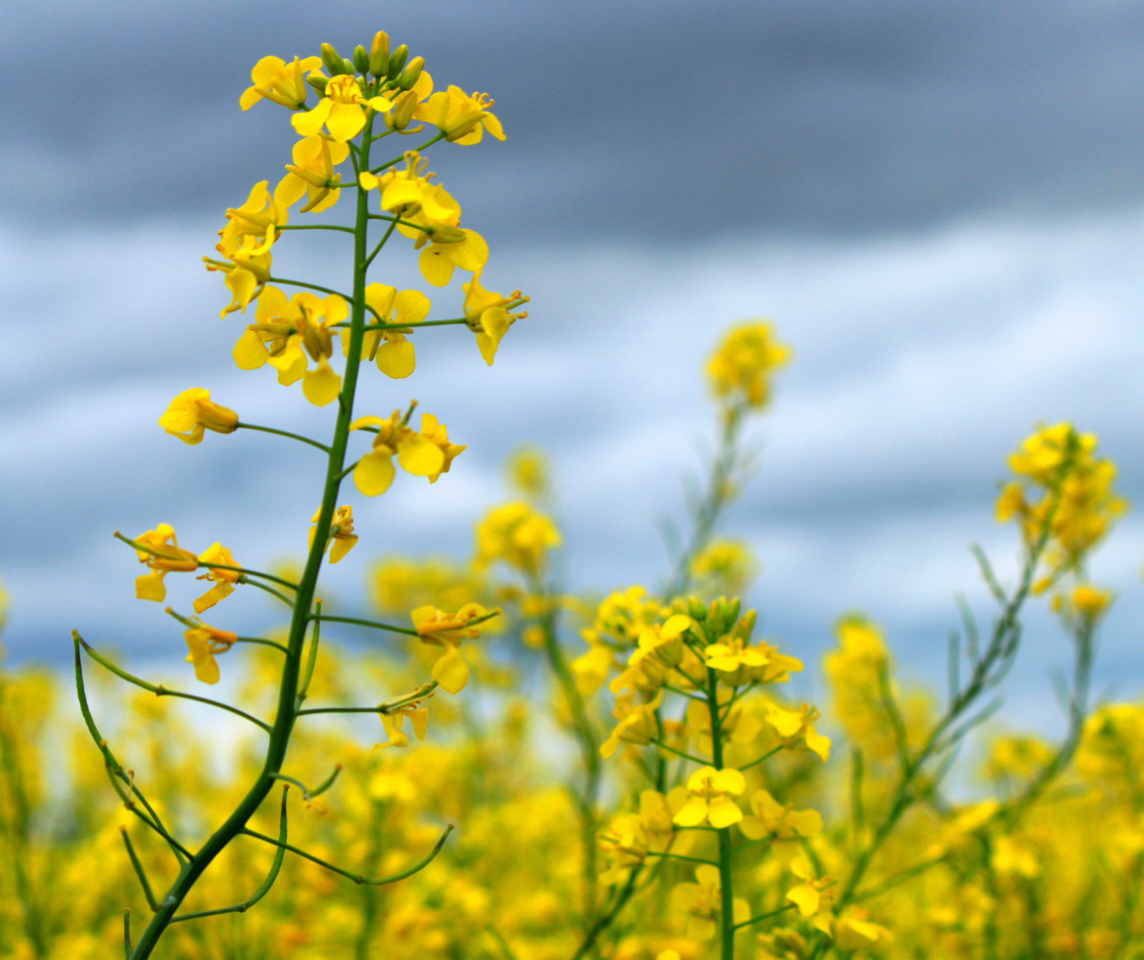 Canola svg #2, Download drawings
