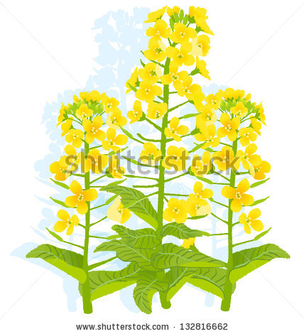 Canola svg #9, Download drawings
