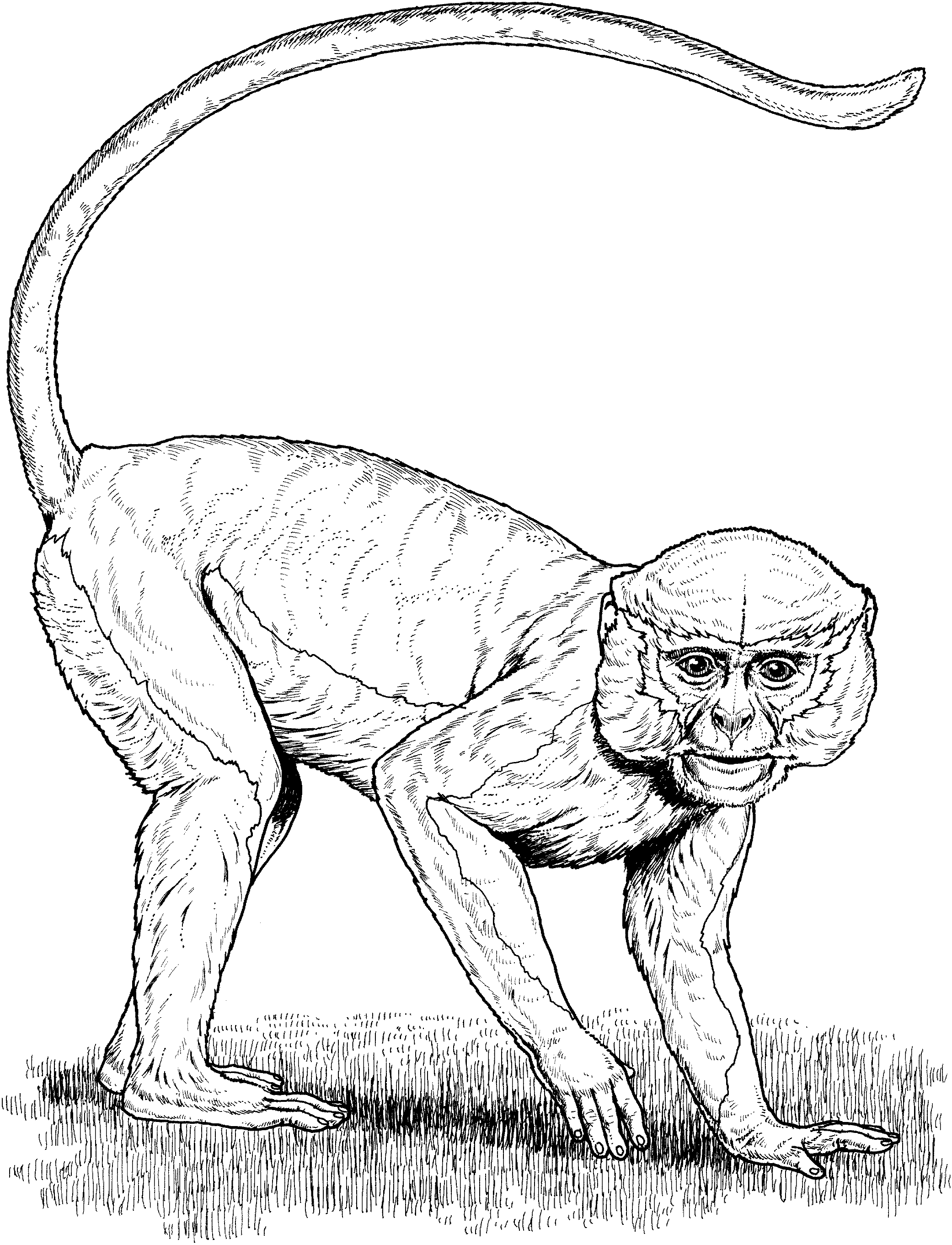 Primate coloring #10, Download drawings