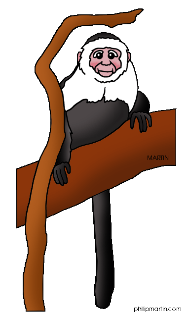 Capuchin clipart #3, Download drawings