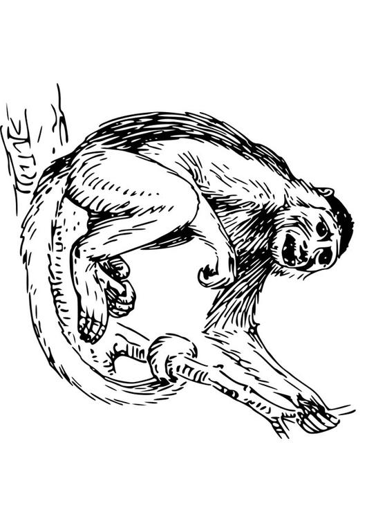 Capuchin coloring #4, Download drawings