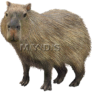 Capybara clipart #18, Download drawings