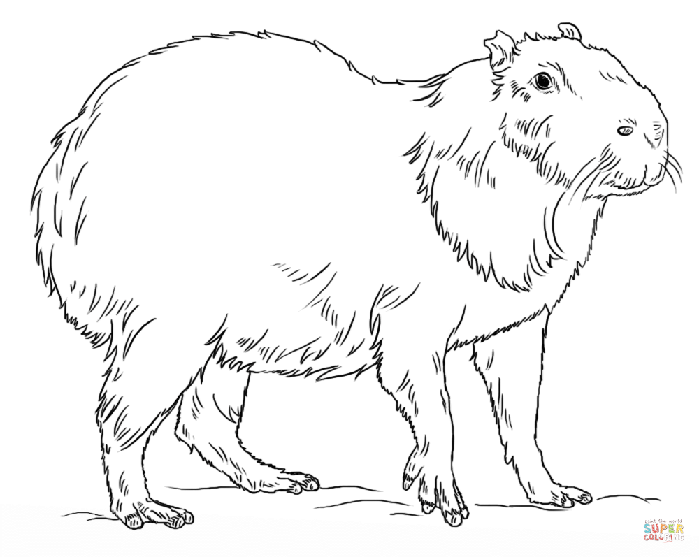 Capybara coloring #16, Download drawings