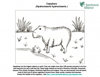 Capybara coloring #15, Download drawings