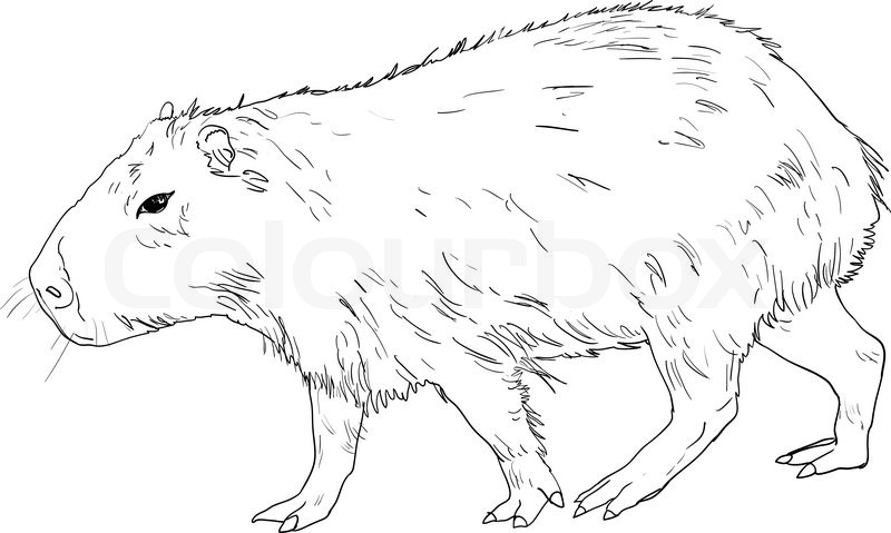Capybara coloring #2, Download drawings