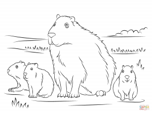 Capybara coloring #7, Download drawings