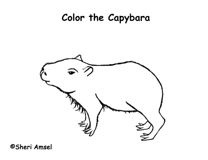 Capybara coloring #5, Download drawings