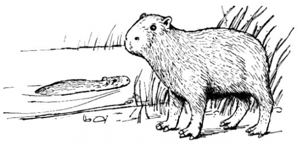 Capybara coloring #20, Download drawings