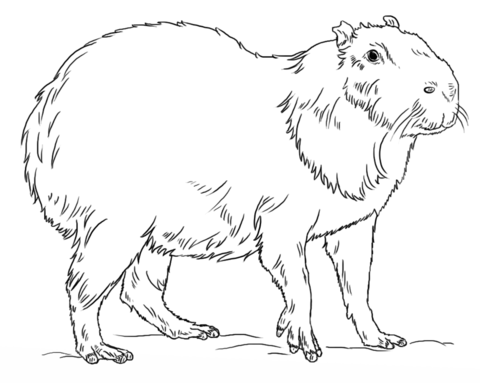 Capybara coloring #13, Download drawings
