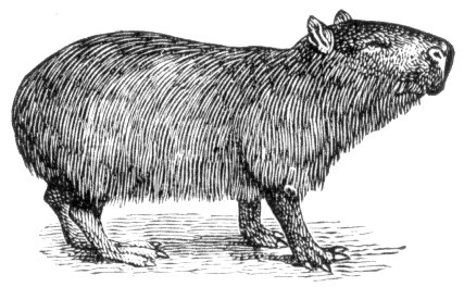 Capybara svg #14, Download drawings