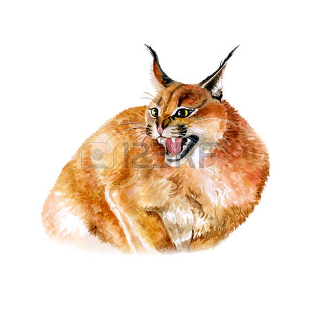 Caracal clipart #13, Download drawings