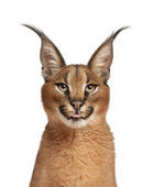 Caracal clipart #17, Download drawings