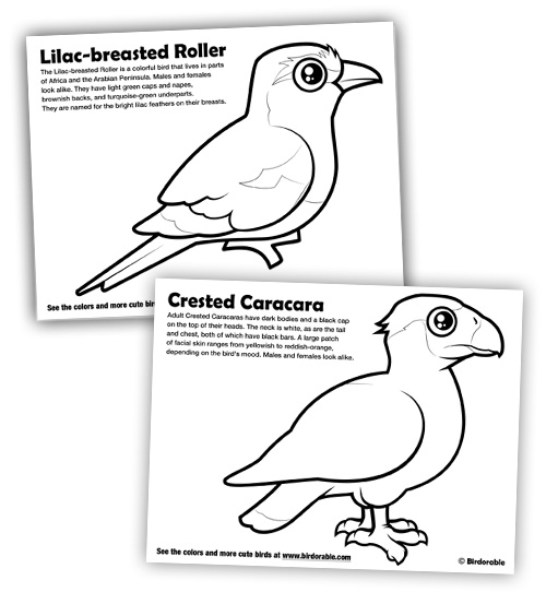 Lilac-breasted Roller coloring #18, Download drawings