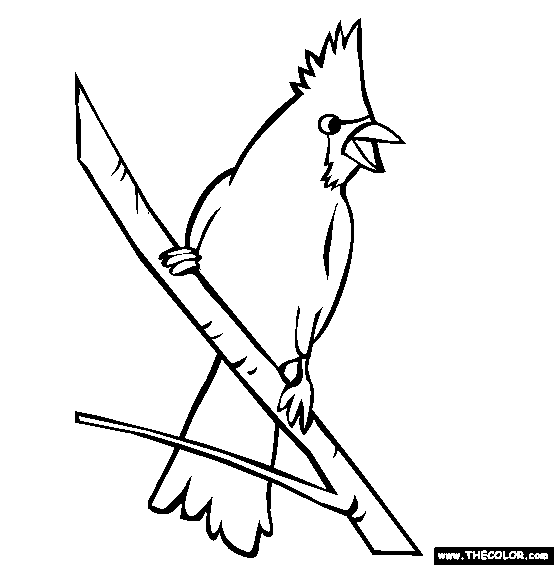 Cardinal coloring #17, Download drawings