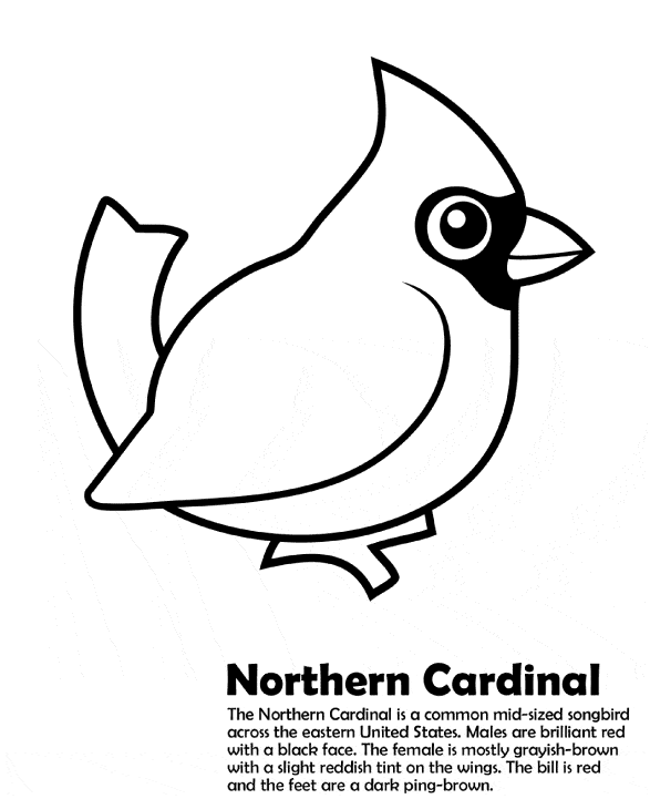 Cardinal coloring #13, Download drawings