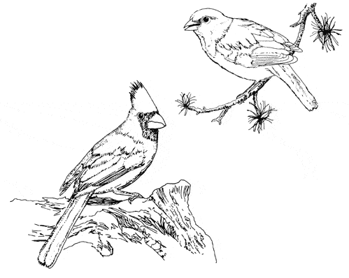 Cardinal coloring #11, Download drawings