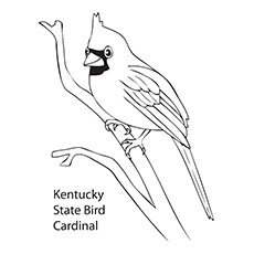 Cardinal coloring #2, Download drawings