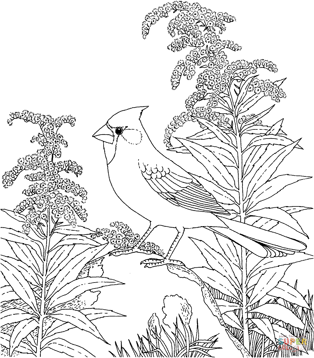 Cardinal coloring #15, Download drawings