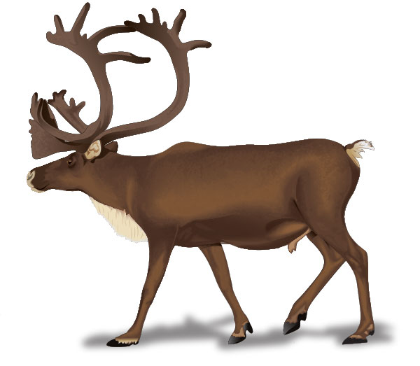 Caribou clipart #19, Download drawings