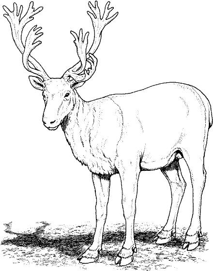 Caribou clipart #11, Download drawings