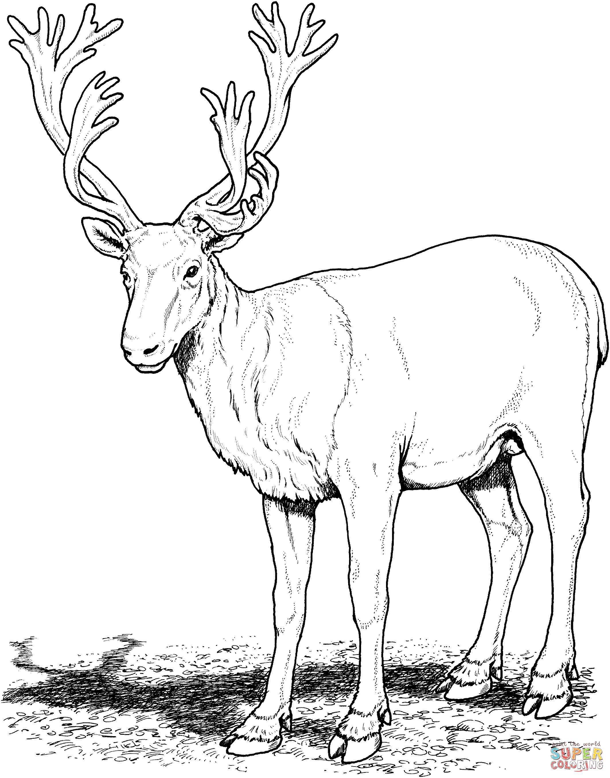 Caribou coloring #12, Download drawings