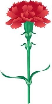 Carnation clipart #11, Download drawings