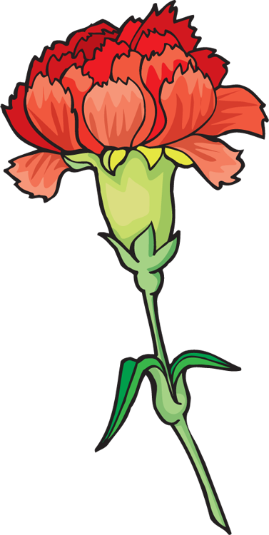 Carnation clipart #6, Download drawings