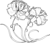 Carnation coloring #7, Download drawings