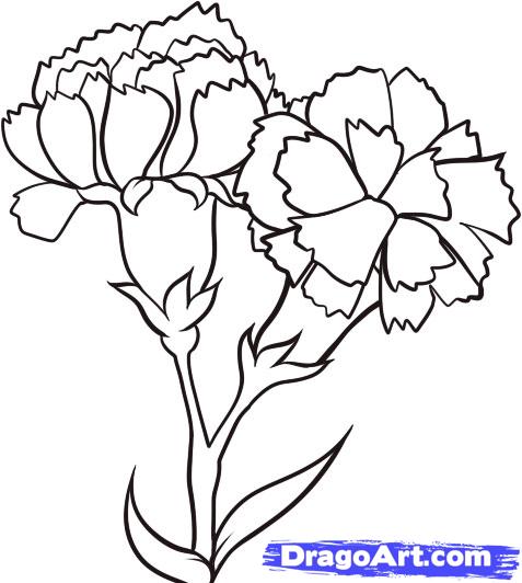 Carnation coloring #12, Download drawings